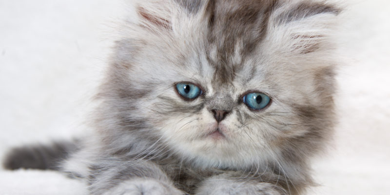 Portrait of fluffy kitten with blue eyes