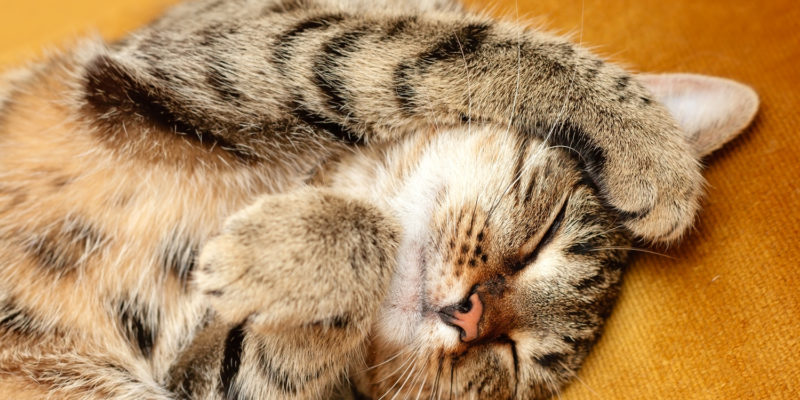 Tabby cat lying on bed